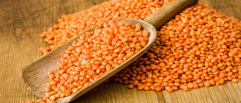 Red Lentil